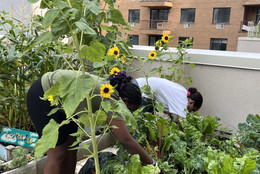 Photo of the Lower Eastside Girls Club’s rooftop garden. Courtesy of the Lower Eastside Girls Club