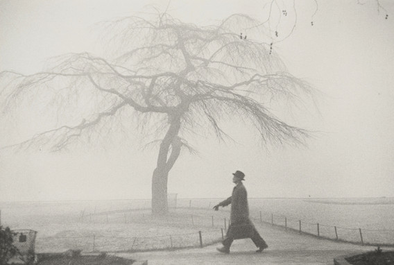 Robert Frank. Tree, London. 1951