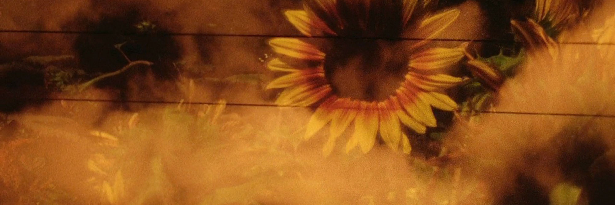 Words of Mercury. 2010–11. USA. Directed by Jerome Hiler. Courtesy Jerome Hiler