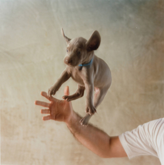 William Wegman. Untitled. 1989