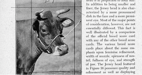 The inspiration for the Cow wallpaper, found in an agricultural magazine