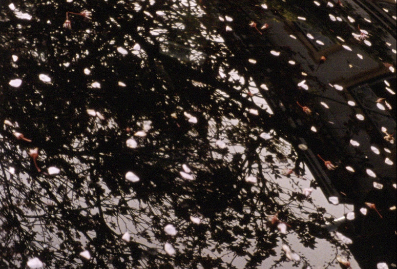 Apricity. 2019. USA. Directed by Nathaniel Dorsky. Courtesy of Nathaniel Dorsky.