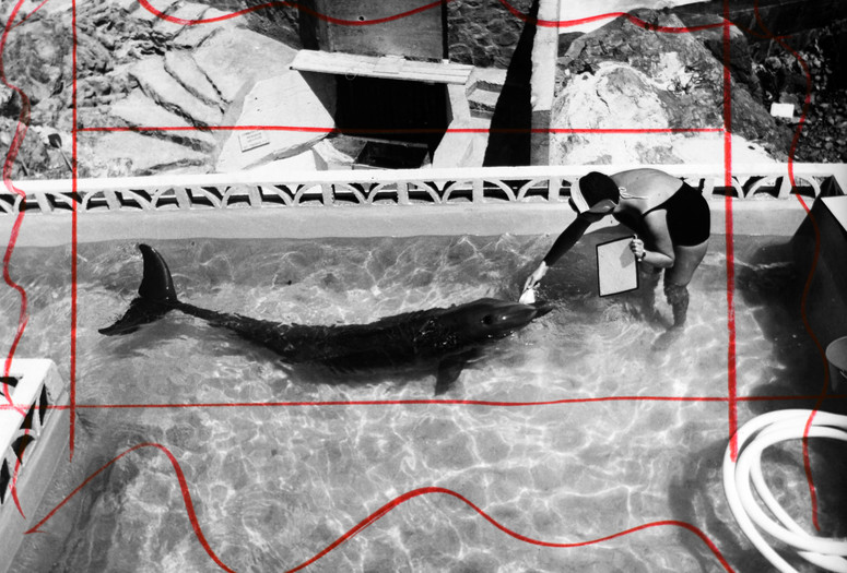 Margaret Howe Lovatt rewarding Peter with a butterfish on the exterior balcony of the Dolphin Point Laboratory, Saint Thomas, US Virgin Islands. 1965. Collection of Philip Hansen Bailey and Charles Richard Lilly, courtesy of the Estate of Dr. John C. Lilly. Photo: John Lovatt