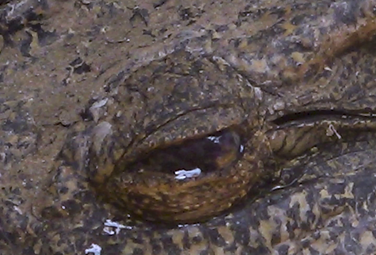 Notes of a Crocodile. 2024. Cambodia/China/Canada. Directed by Daphne Xu. Courtesy of the filmmaker.