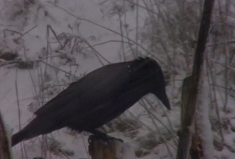 The Present. 1996. USA. Directed by Robert Frank. Courtesy The June Leaf and Robert Frank Foundation