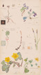 Hilma af Klint. Luzula campestris (Field Woodrush), Viola hirta (Hairy Violet), Viola odorata (Sweet Violet), Chrysosplenium alternifolium (Alternate-Leaf Golden Saxifrage), Equisetum arvense (Field Horsetail), Caltha palustris (Marsh Marigold), Ranunculus ficaria (Fig Buttercup), Carex sp. (Sedge). Sheet 4 from the portfolio Nature Studies. May 9–15, 1919. Watercolor, pencil, and ink on paper, 19 5/8 × 10 9/16" (49.9 × 26.9 cm). The Museum of Modern Art, New York. Committee on Drawings and Prints Fund and gift of Jack Shear, 2022