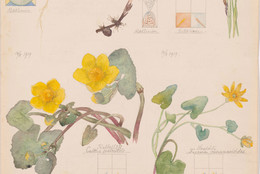 Hilma af Klint. Luzula campestris (Field Woodrush), Viola hirta (Hairy Violet), Viola odorata (Sweet Violet), Chrysosplenium alternifolium (Alternate-Leaf Golden Saxifrage), Equisetum arvense (Field Horsetail), Caltha palustris (Marsh Marigold), Ranunculus ficaria (Fig Buttercup), Carex sp. (Sedge). Sheet 4 from the portfolio Nature Studies. May 9–15, 1919. Watercolor, pencil, and ink on paper, 19 5/8 × 10 9/16&#34; (49.9 × 26.9 cm). The Museum of Modern Art, New York. Committee on Drawings and Prints Fund and gift of Jack Shear, 2022