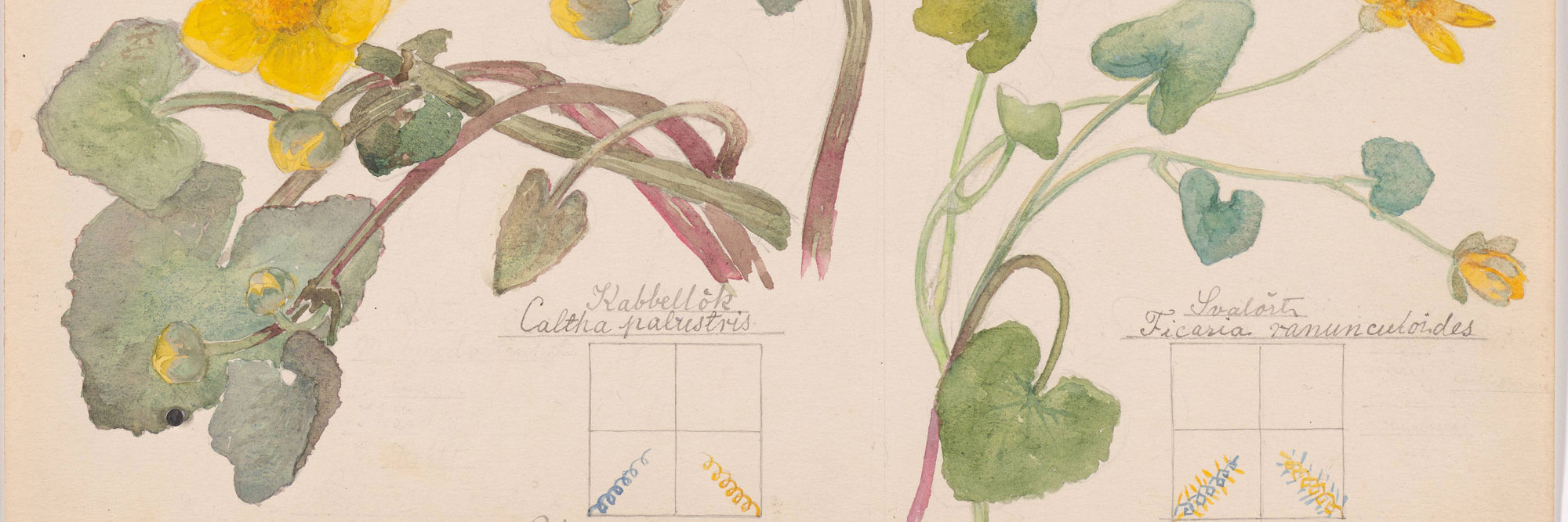Hilma af Klint. Luzula campestris (Field Woodrush), Viola hirta (Hairy Violet), Viola odorata (Sweet Violet), Chrysosplenium alternifolium (Alternate-Leaf Golden Saxifrage), Equisetum arvense (Field Horsetail), Caltha palustris (Marsh Marigold), Ranunculus ficaria (Fig Buttercup), Carex sp. (Sedge). Sheet 4 from the portfolio Nature Studies. May 9–15, 1919. Watercolor, pencil, and ink on paper, 19 5/8 × 10 9/16&#34; (49.9 × 26.9 cm). The Museum of Modern Art, New York. Committee on Drawings and Prints Fund and gift of Jack Shear, 2022