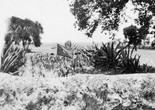 Tina Modotti. Agrarian Flag in a Field, Mexico. 1928