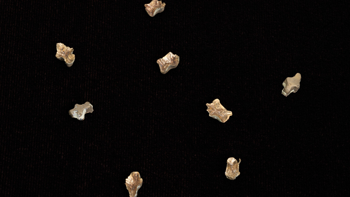 Regina José Galindo. Looting. 2010. Eight gold fillings, 53 9/16 × 14 15/16 × 14 15/16&#34; (136 × 38 × 38 cm). Gift of Patricia Phelps de Cisneros through the Latin American and Caribbean Fund. © 2024 Regina José Galindo