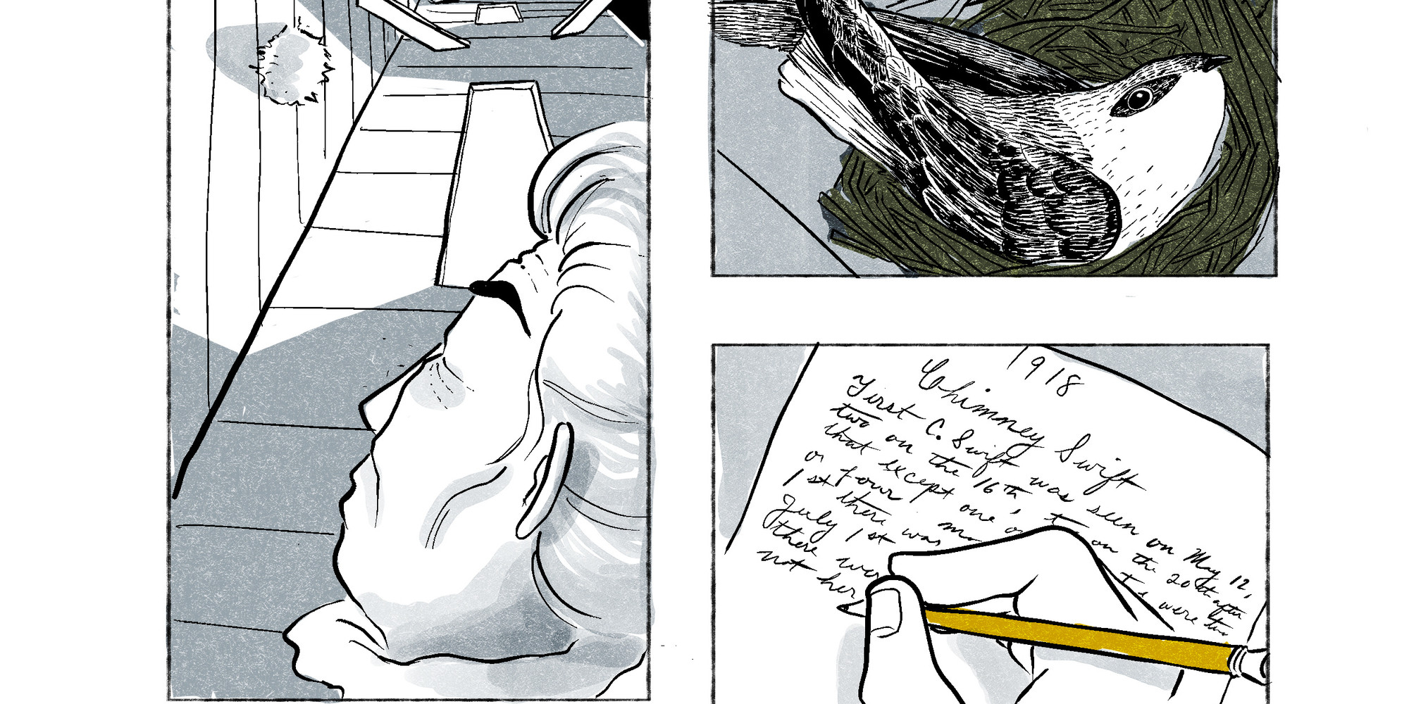 A panel from Camila Kerwin’s Swift, 2025. Courtesy the artist