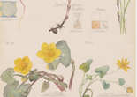 Hilma af Klint. Luzula campestris (Field Woodrush), Viola hirta (Hairy Violet), Viola odorata (Sweet Violet), Chrysosplenium alternifolium (Alternate-Leaf Golden Saxifrage), Equisetum arvense (Field Horsetail), Caltha palustris (Marsh Marigold), Ranunculus ficaria (Fig Buttercup), Carex sp. (Sedge). Sheet 4 from the portfolio Nature Studies. May 9–15, 1919. Watercolor, pencil, and ink on paper. The Museum of Modern Art, New York. Committee on Drawings and Prints Fund and gift of Jack Shear, 2022