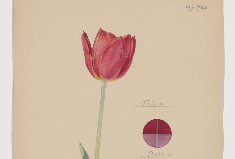 Photo credit: Hilma af Klint. Tulipa sp. (Tulip). Sheet 35 (Detail) from the portfolio Nature Studies. May 20, 1920. Watercolor, pencil, ink, and metallic paint on paper. The Museum of Modern Art, New York. Committee on Drawings and Prints Fund and gift of Jack Shear, 2022