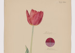 Photo credit: Hilma af Klint. Tulipa sp. (Tulip). Sheet 35 (Detail) from the portfolio Nature Studies. May 20, 1920. Watercolor, pencil, ink, and metallic paint on paper. The Museum of Modern Art, New York. Committee on Drawings and Prints Fund and gift of Jack Shear, 2022