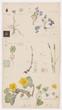 Hilma af Klint (Swedish, 1862 – 1944). Luzula campestris (Field Woodrush), Viola hirta (Hairy Violet), Viola odorata (Sweet Violet), Chrysosplenium alternifolium (Alternate-Leaf Golden Saxifrage), Equisetum arvense (Field Horsetail), Caltha palustris (Marsh Marigold), Ranunculus ficaria (Fig Buttercup), Carex sp. (Sedge). Sheet 4 (Detail) from the portfolio Nature Studies. May 9–15, 1919. Watercolor, pencil, and ink on paper, 19 5/8 × 10 9/16&#34; (49.9 × 26.9 cm). The Museum of Modern Art, New York. Committee on Drawings and Prints Fund and gift of Jack Shear, 2022