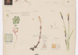 Hilma af Klint (Swedish, 1862 – 1944). Luzula campestris (Field Woodrush), Viola hirta (Hairy Violet), Viola odorata (Sweet Violet), Chrysosplenium alternifolium (Alternate-Leaf Golden Saxifrage), Equisetum arvense (Field Horsetail), Caltha palustris (Marsh Marigold), Ranunculus ficaria (Fig Buttercup), Carex sp. (Sedge). Sheet 4 (Detail) from the portfolio Nature Studies. May 9–15, 1919. Watercolor, pencil, and ink on paper, 19 5/8 × 10 9/16&#34; (49.9 × 26.9 cm). The Museum of Modern Art, New York. Committee on Drawings and Prints Fund and gift of Jack Shear, 2022