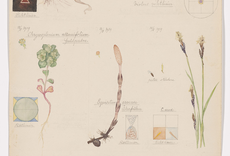 Hilma af Klint (Swedish, 1862 – 1944). Luzula campestris (Field Woodrush), Viola hirta (Hairy Violet), Viola odorata (Sweet Violet), Chrysosplenium alternifolium (Alternate-Leaf Golden Saxifrage), Equisetum arvense (Field Horsetail), Caltha palustris (Marsh Marigold), Ranunculus ficaria (Fig Buttercup), Carex sp. (Sedge). Sheet 4 (Detail) from the portfolio Nature Studies. May 9–15, 1919. Watercolor, pencil, and ink on paper, 19 5/8 × 10 9/16" (49.9 × 26.9 cm). The Museum of Modern Art, New York. Committee on Drawings and Prints Fund and gift of Jack Shear, 2022