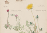 Image: Hilma af Klint. Fragaria vesca (Woodland Strawberry), Oxalis acetosella (European Wood Sorrel), Antennaria dioica (Catsfoot), Taraxacum officinale (Common Dandelion). Sheet 9 (detail) from the portfolio Nature Studies. June 2–3, 1919, and May 24–25, 1920. Watercolor, pencil, ink, gouache, and metallic paint on paper. The Museum of Modern Art, New York. Committee on Drawings and Prints Fund and gift of Jack Shear, 2022