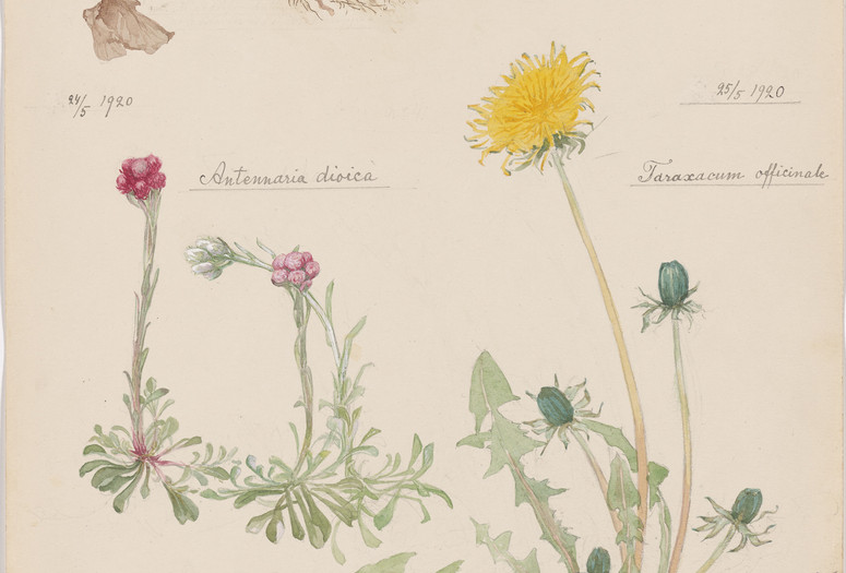 Image: Hilma af Klint. Fragaria vesca (Woodland Strawberry), Oxalis acetosella (European Wood Sorrel), Antennaria dioica (Catsfoot), Taraxacum officinale (Common Dandelion). Sheet 9 (detail) from the portfolio Nature Studies. June 2–3, 1919, and May 24–25, 1920. Watercolor, pencil, ink, gouache, and metallic paint on paper. The Museum of Modern Art, New York. Committee on Drawings and Prints Fund and gift of Jack Shear, 2022