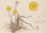 Image: Hilma af Klint. Gagea lutea (Yellow Star-of-Bethlehem), Pulmonaria officinalis (Common Lungwort), Tussilago farfara (Coltsfoot), Draba verna (Common Whitlowgrass), Pulsatilla vulgaris (European Pasqueflower). Sheet 2 (detail) from the portfolio Nature Studies. April 24–30, 1919. Watercolor, pencil, and ink on paper. The Museum of Modern Art, New York. Committee on Drawings and Prints Fund and gift of Jack Shear, 2022