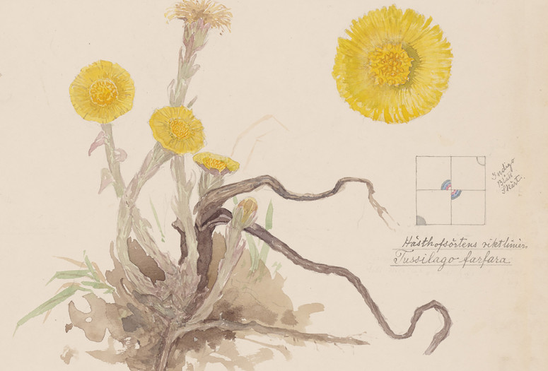 Image: Hilma af Klint. Gagea lutea (Yellow Star-of-Bethlehem), Pulmonaria officinalis (Common Lungwort), Tussilago farfara (Coltsfoot), Draba verna (Common Whitlowgrass), Pulsatilla vulgaris (European Pasqueflower). Sheet 2 (detail) from the portfolio Nature Studies. April 24–30, 1919. Watercolor, pencil, and ink on paper. The Museum of Modern Art, New York. Committee on Drawings and Prints Fund and gift of Jack Shear, 2022