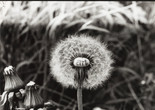 Géza Perneczky. Concepts Like Commentary. 1971–72. Seven gelatin silver prints. The Museum of Modern Art, New York. Carl Jacobs Fund. © 2025 Géza Perneczky