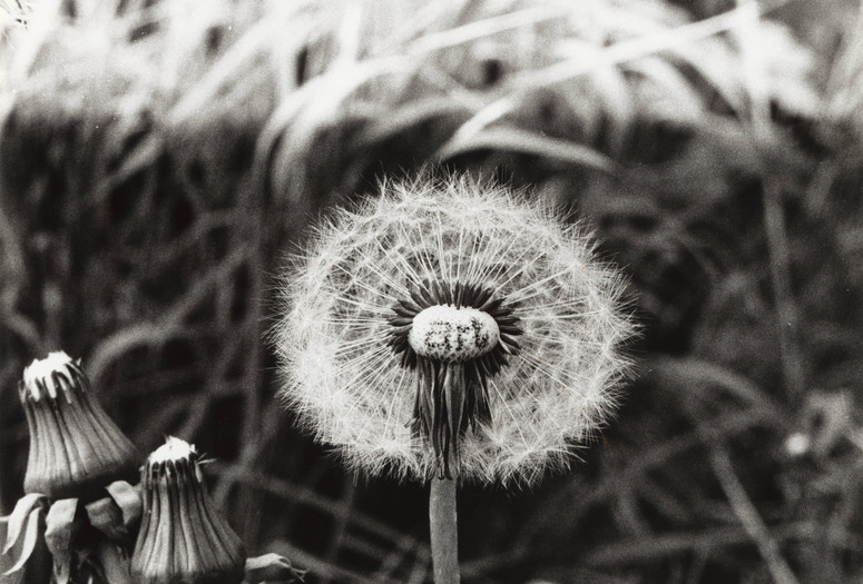 Géza Perneczky. Concepts Like Commentary. 1971–72. Seven gelatin silver prints. The Museum of Modern Art, New York. Carl Jacobs Fund. © 2025 Géza Perneczky