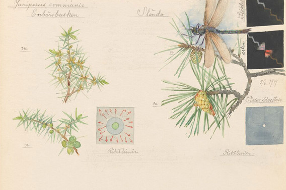 A Bouquet from Hilma af Klint