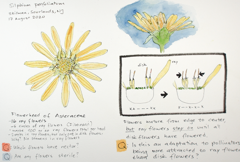 Nature journaling page by Lena Struwe from August 17, 2021, showing the exploration of a cupplant flowering head, from the side and open, with diagrammatic drawings of in which order the flowers open from the edges towards the center based on detailed observation. The ink drawings have had watercolor added, and the text includes observations and number of parts, and questions while looking at flower head (marked with Q). Photo: Lena Struwe, 2025