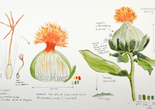 Nature journaling page by Lena Struwe, February 2, 2021, showing the exploration of a safflower flowering head, from the side and cut open, with zoomed-in and enlarged parts of leaf edge and a single flower. The ink drawings have been filled in with watercolor (with colors labeled in a chart), and text includes observations and measurements (scale numbers and numbers of parts), and questions while looking at this plant. Photo: Lena Struwe, 2025