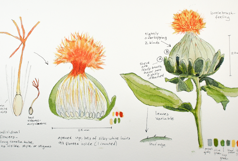 Nature journaling page by Lena Struwe, February 2, 2021, showing the exploration of a safflower flowering head, from the side and cut open, with zoomed-in and enlarged parts of leaf edge and a single flower. The ink drawings have been filled in with watercolor (with colors labeled in a chart), and text includes observations and measurements (scale numbers and numbers of parts), and questions while looking at this plant. Photo: Lena Struwe, 2025