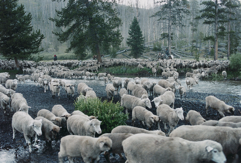 Sweetgrass. 2009. USA/France/UK. Directed by Ilisa Barbash and Lucien Castaing-Taylor. Courtesy Grasshopper Films