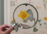 A magnifying glass focuses on a watercolor painting of a yellow flower with green leaves, enhancing details. Installation view of the exhibition Hilma af Klint: What Stands Behind the Flowers, The Museum of Modern Art, New York, May 11–September 27, 2025. Photo: Jonathan Dorado. Digital image © 2025 The Museum of Modern Art, New York