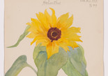Hilma af Klint. Sunflower (Solrosen) from the portfolio Dornach Nature Studies. 1919. Watercolor, pencil, ink, and metallic paint on paper from a portfolio of 46 drawings. The Museum of Modern Art, New York. Committee on Drawings and Prints Fund and gift of Jack Shear
