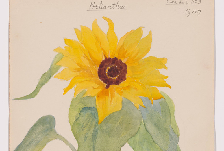 Hilma af Klint. Sunflower (Solrosen) from the portfolio Dornach Nature Studies. 1919. Watercolor, pencil, ink, and metallic paint on paper from a portfolio of 46 drawings. The Museum of Modern Art, New York. Committee on Drawings and Prints Fund and gift of Jack Shear