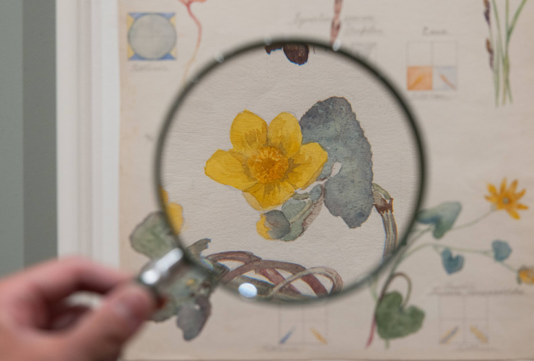 Installation view of Hilma af Klint: What Stands Behind the Flowers, The Museum of Modern Art, New York, May 11–September 27, 2025. Photo: Jonathan Dorado Image description: A photograph of a hand holding a magnifying glass over a botanical illustration painting. The circular frame of the magnifying glass hovers over a flower with yellow petals and green leaves painted delicately with watercolors on a cream colored paper. Surrounding the flower, out of the focus, are small painted gridded diagrams and flower stems.