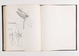 Ruth Asawa. Dragonflies with color labels (SB.055, p. 162-163). c. 1970–71. Ink on paper in case-bound sketchbook. Private collection