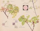 Hilma af Klint. Larix decidua (European Larch), Perizoma sp. (Rivulet Moth), Prunus spinosa (Blackthorn), Acer platanoides (Norway Maple), Quercus robur (English Oak), Bombus lapidarius (Red-Tailed Bumblebee). Sheet 6 (detail) from the portfolio Nature Studies. May 20–27, 1919. Watercolor, pencil, ink, and metallic paint on paper from a portfolio of 46 drawings. The Museum of Modern Art, New York. Committee on Drawings and Prints Fund and gift of Jack Shear