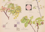 Hilma af Klint. Larix decidua (European Larch), Perizoma sp. (Rivulet Moth), Prunus spinosa (Blackthorn), Acer platanoides (Norway Maple), Quercus robur (English Oak), Bombus lapidarius (Red-Tailed Bumblebee). Sheet 6 (detail) from the portfolio Nature Studies. May 20–27, 1919. Watercolor, pencil, ink, and metallic paint on paper from a portfolio of 46 drawings. The Museum of Modern Art, New York. Committee on Drawings and Prints Fund and gift of Jack Shear