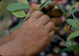 Laura Huertas Millán. Para la Coca. 2024. Courtesy the filmmaker
