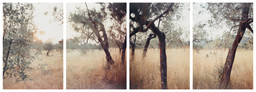 Olive Trees in the African Heat