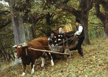 Nybyggarna (The New Land). 1972. Sweden. Directed by Jan Troell. Courtesy Swedish Film Institute