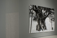 Multiplex: Directions in Art, 1970 to Now. Nov 21, 2007–Jul 21, 2008. 1 other work identified