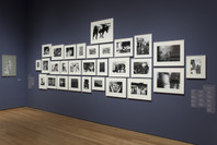 Daidō Moriyama (森山 大道). Stray Dog, Misawa. 1971 | MoMA