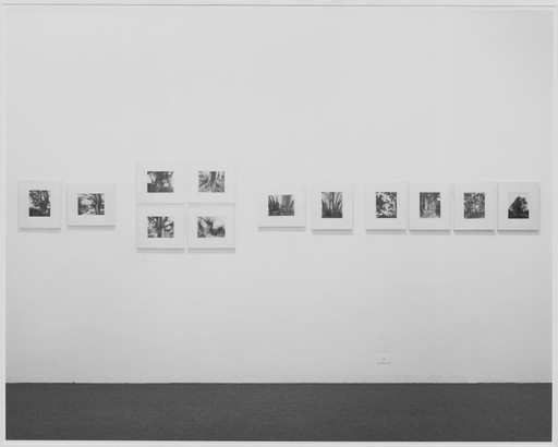 Eugène Atget. Arbre, Trianon. 1919-21 | MoMA