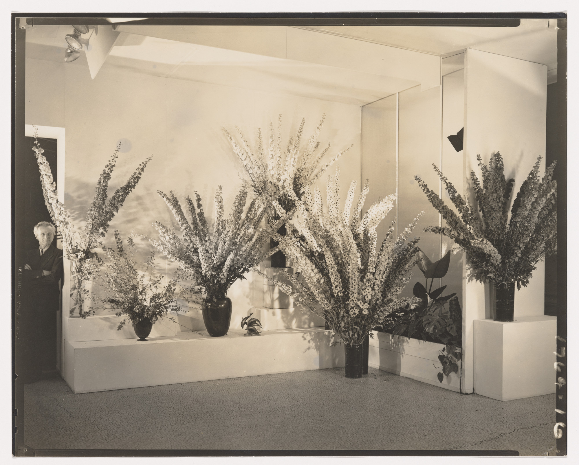 Edward Steichen's Delphiniums | MoMA