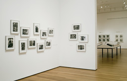 Friedlander | MoMA