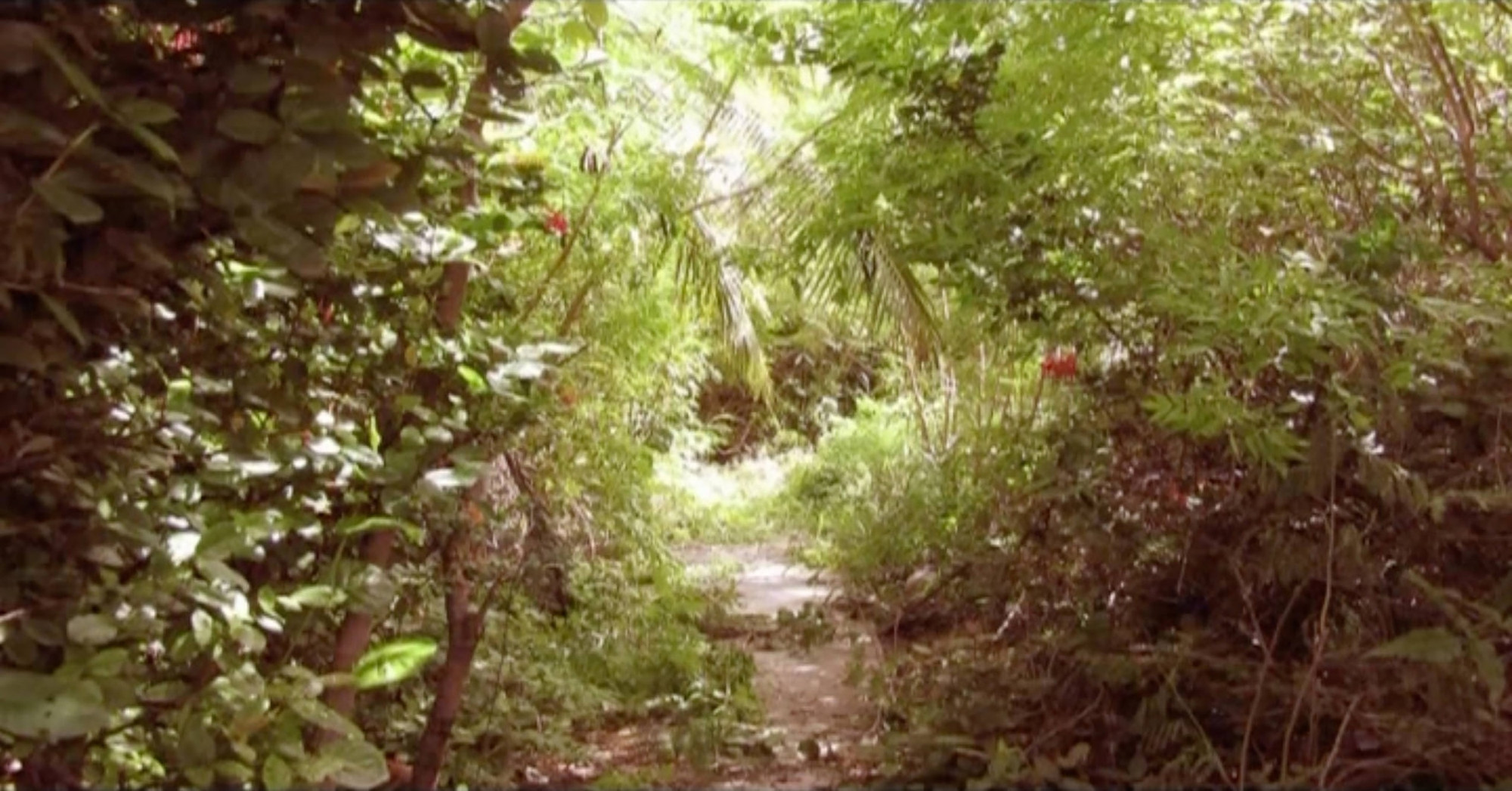 El silencio de las plantas [The Silence of the Plants]