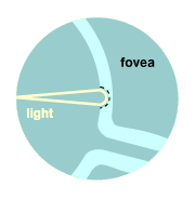 fovea