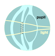 pupil